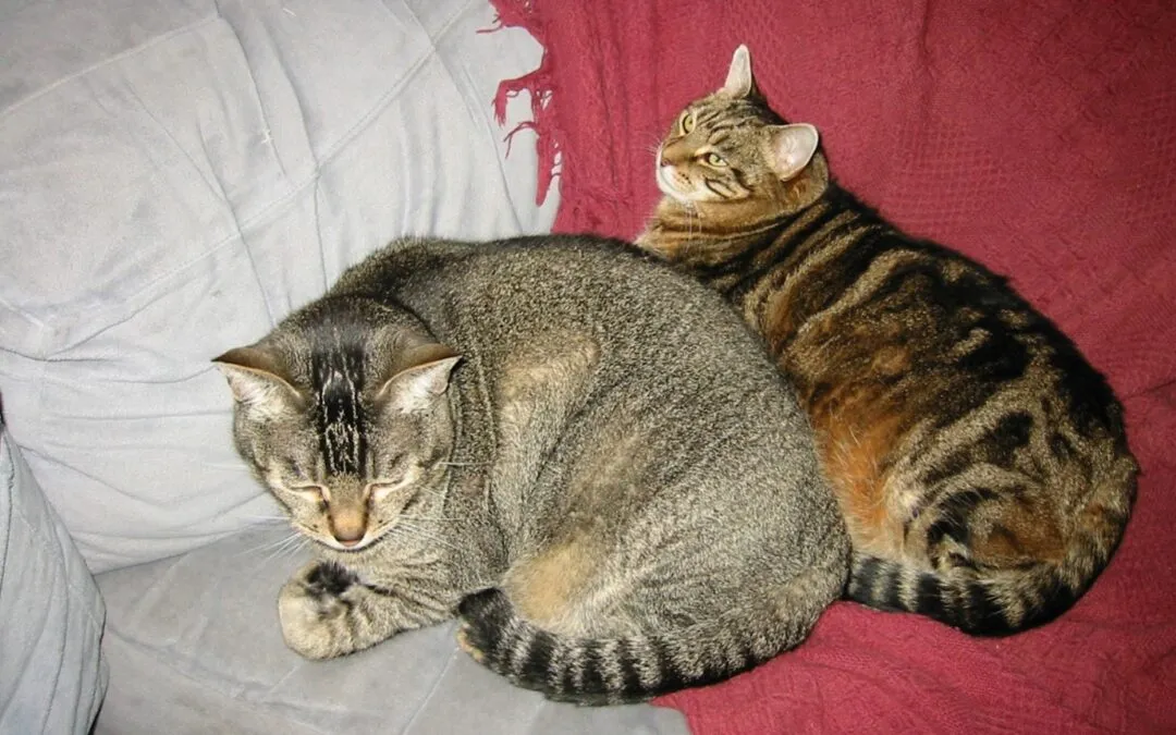 Using pets as form of control